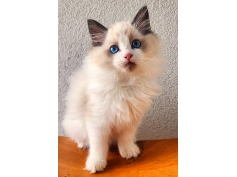 Kedilibab'dan Şecereli Show Kalite Ragdoll Kediler