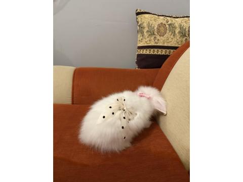 Herşeyiyle Ücretsiz Dişi Hollanda Lop Tavşan