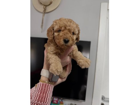 Toy Poodle Yavrular