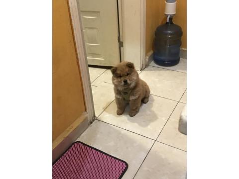 Çin Aslanı 2,5 Aylık