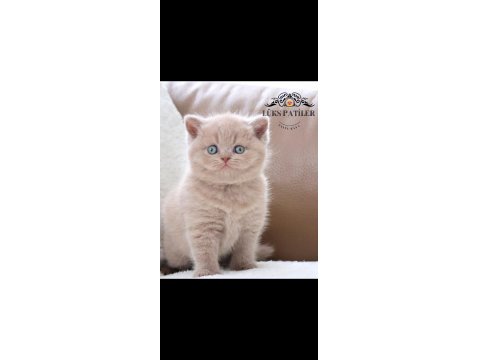 Manken Gibi Lilac British Shorthair