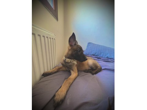 2 Aylık Safkan Dişi Belçika Kurdu Yavrumuz