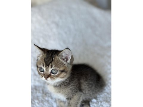 British Shorthair Dark Gold Yavrum