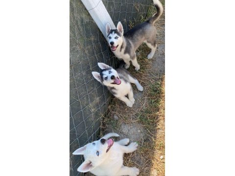 Sibirya Kurdu Yavru Köpekleri