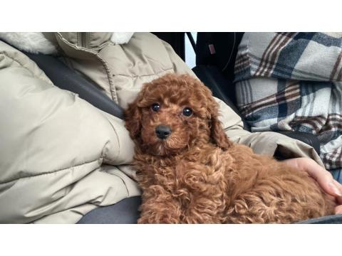 Teacup Sevimli Poodle 4 Aylık