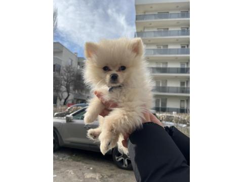 Pomeranian Boo 2 Aylık Sevimli