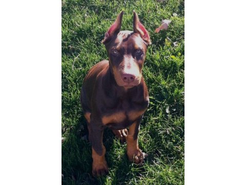 Sağlık Ve Irk Garantili Kızıl Dobermanlar