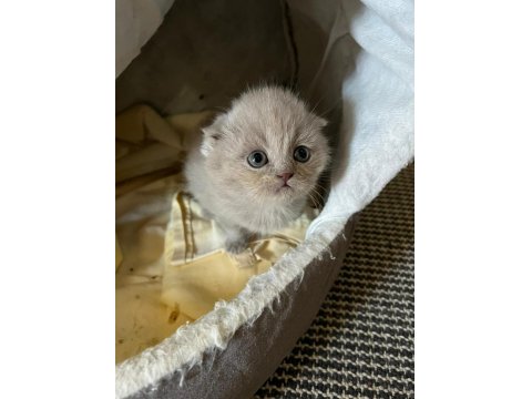 6 Adet Yavru Kedim Var