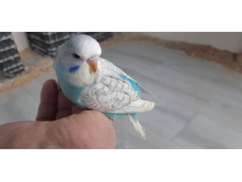 Jumbo Ve Yerli Muhabbet Kuşu