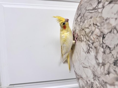 Sultan Papağanlar Sahiplendirilecektir