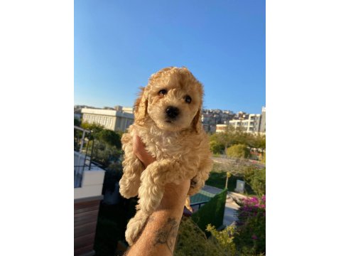 Maltipoo Bebekler