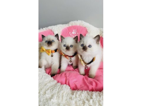 Nadir Bulunan Maviş Chocolatte Point British Shorthair