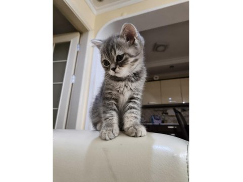 Oyuncu Scottish Kediler