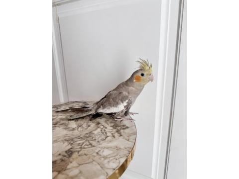 Sultan Papağanı Sahiplendirilecek