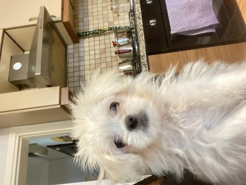 1 Ocak Doğumlu Kore Maltese Yavrumuz Evde Büyüdü Uysal Ve Tuvalet Eğitimi Var