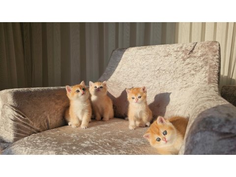 Golden British Shorthair