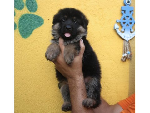 3 Aylık Şecereli Aşıları Tam Alman Kurdu Yavrular