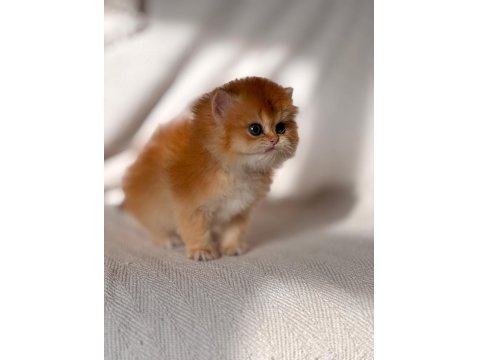 Safkan British Longhair Ny12 Dişi