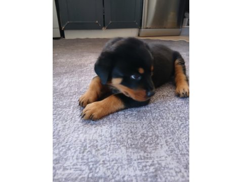 Şecereli Rottweiler Yavrularımız Yeni Ailesini Bekliyor