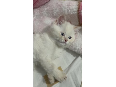 Minik Erkek British Shorthair Uygun