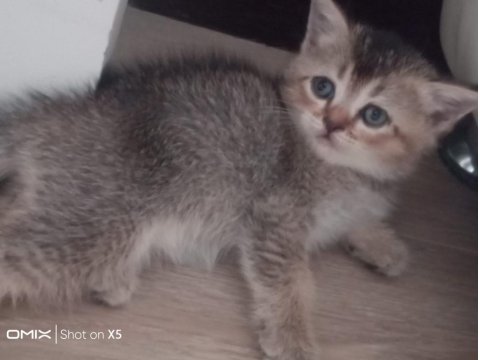 British Shorthair Bebeklerimiz Yeni Yuvalarını Arıyor