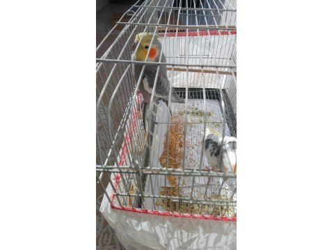 İki Yaşında Sultanlar