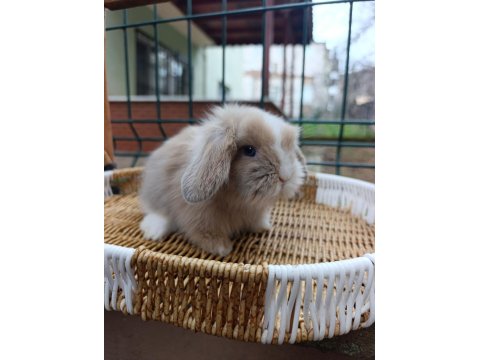 Orjinal Hollanda Teddy Lop Tavşanı Yavrular