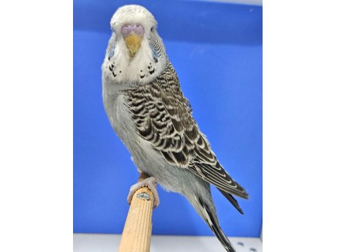 Yeni Yeme Düşen Jumbo Muhabbet Kuşu Bebekler