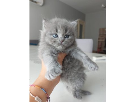 British Shorthair Bebekleri