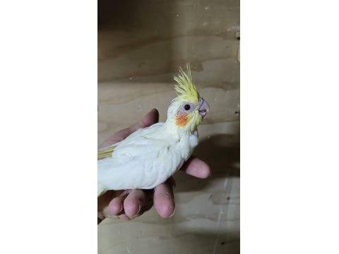 Ücretsiz Sahiplendirme Sultan Papağanımız