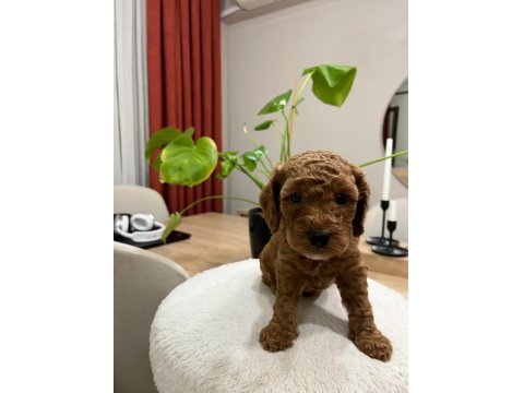 Toy Poodle (Bayram Şekerleri)