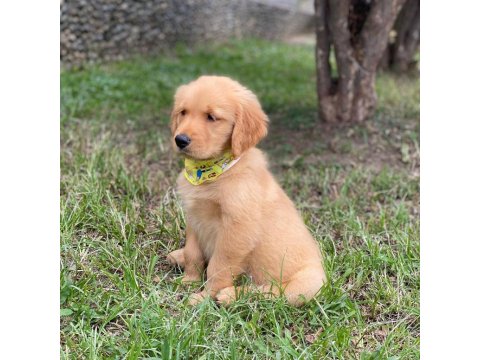 Sevimli Golden Retriever Yavruları