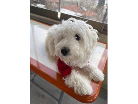 Kıpır Kıpır Maltese