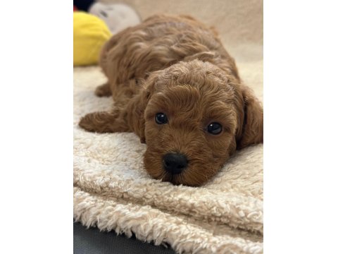 Toy Poodle Yavrusu Köpekler