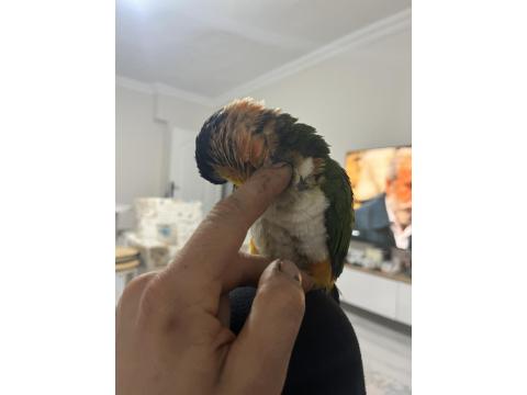 Full Evcil Caique İnsan Ayrımı Yapmaz