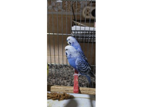 Sağlıklı Muhabbet Kuşu