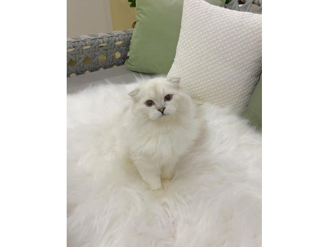 Özel Scottish Fold Erkek