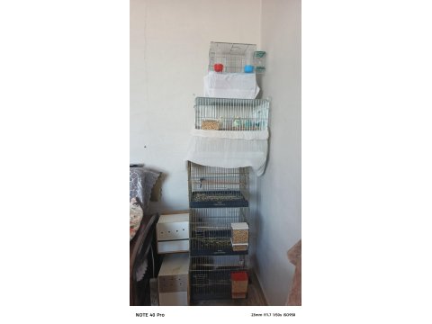 3 Takım Muhabbet Kuşu Çiftler 3 Yavru Komple