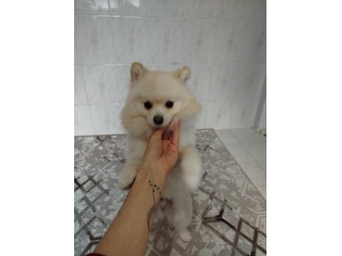 Eğitimli Ve Karakteri Oturmuş 8 Aylık Pomeranian
