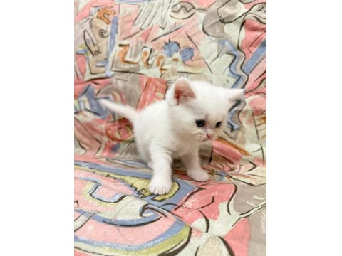 Dişi British Shorthair Tüm Eğitimler Tam