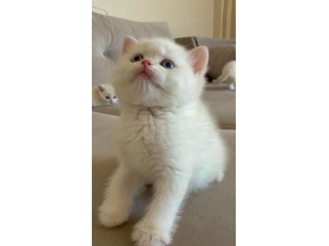 Muhteşem Kan Hattına Sahip British Shorthair Bebeklerim