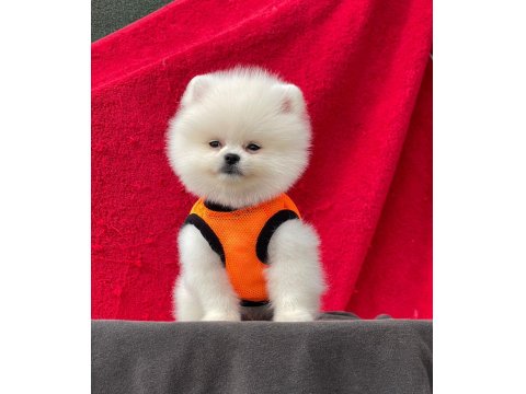 Ayı Surat Pomeranian Boo Yavru