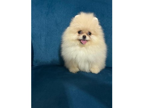 Bize Danışmadan Pomeranian Almayın