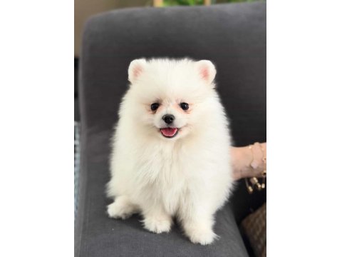 3 Aylık Dişi Pomeranian