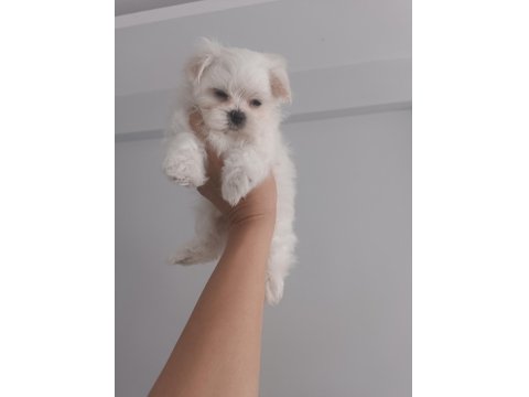 Teacup Kore Maltese