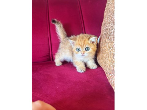 Safkan British Shorthair Golden Bebekler