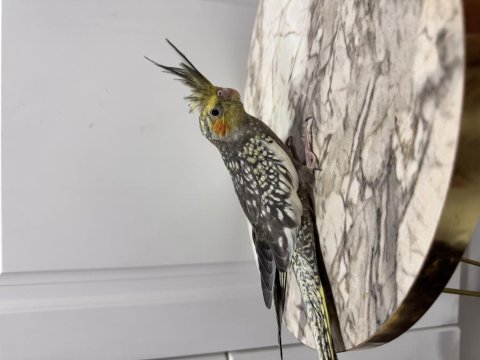 Sultan Papağanlarımız Sahiplendirilecektir (₺)