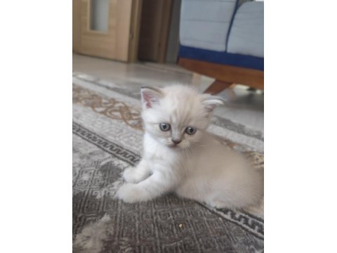 British Yavrularımız Yeni Yuvalarına Gitmeye Hazırlar