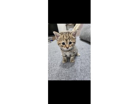 Ücretsiz Sahiplendirme Kedimiz