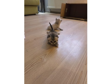 British Shorthair Yavrularımız Hazır
